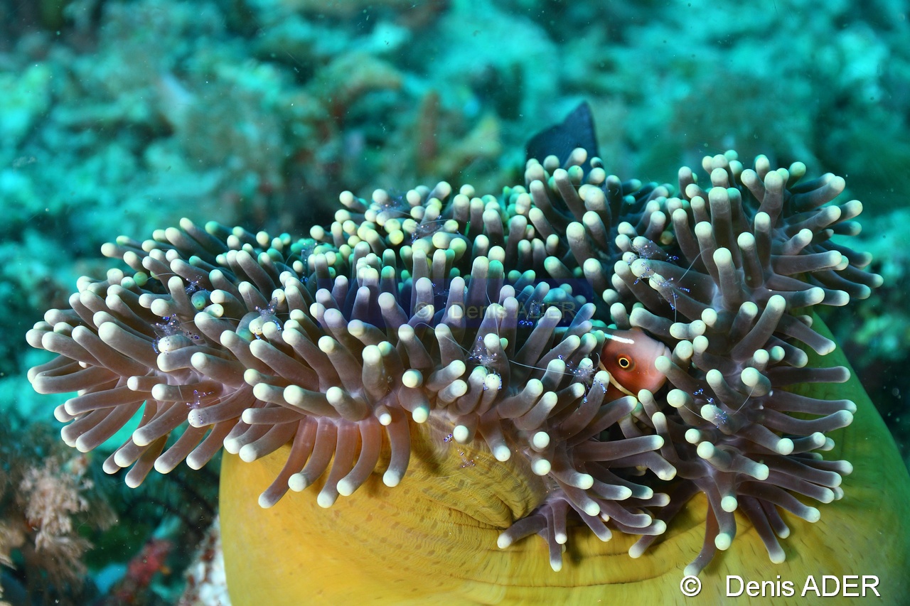 Amphiprion perideraion Heteractis magnifica-Liwutonkidi Island-13m-20180604-Denis-ADER-DSC_3853_tn.jpg